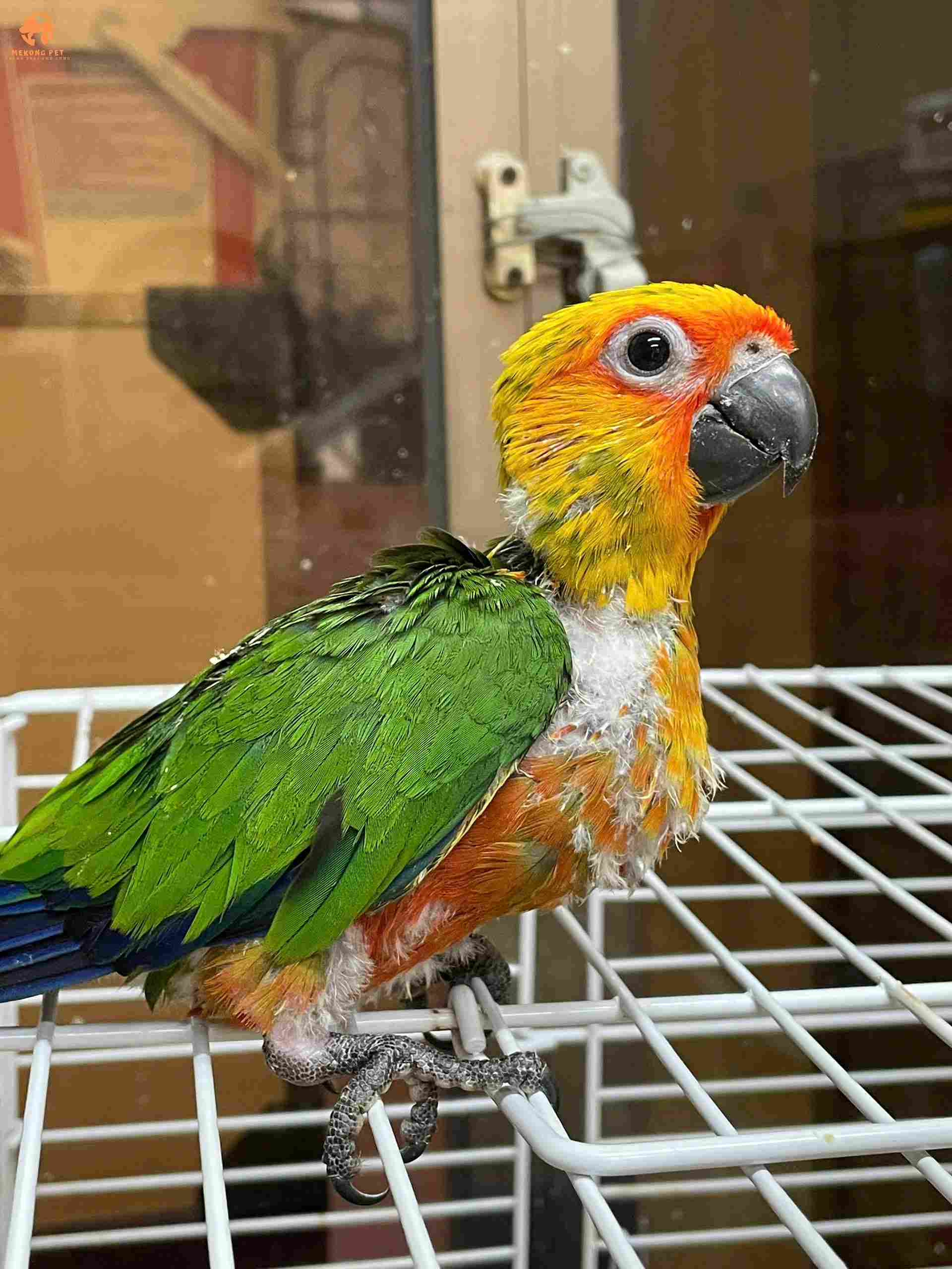 Bán vẹt jenday con non 1,2,3 tháng tuổi tphcm